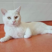 SAM, chat à adopter