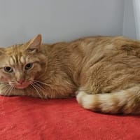 okapi, chat à adopter