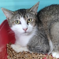 SIMON, chat à adopter