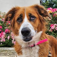 REYMIE, chienne à adopter