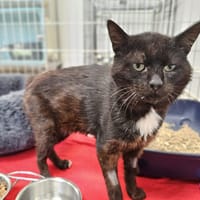 Bowie, chat à adopter