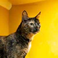 AQUALIE A17426, chatte à adopter