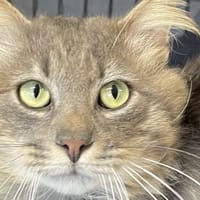 Cornufer, chat à adopter