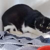 LYLA, chatte à adopter