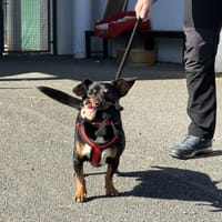 HADESS VAA, chien à adopter