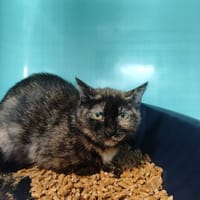 ROCKET, chatte à adopter