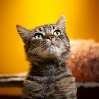 TOMEK A17416, chat à adopter