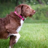 MOKA OAA19979, chien à adopter