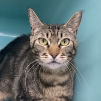 NOISETTE, chatte à adopter