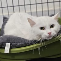 NOCIBE, chatte à adopter