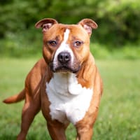 Drago, chien à adopter