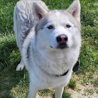 SHADOW, chien à adopter