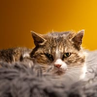LOU A17382, chatte à adopter