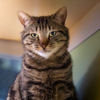 GUS A17319, chat à adopter