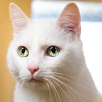 MINUS A17100, chat à adopter