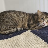 voyou, chat à adopter