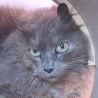 Rexie, chatte à adopter