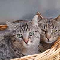 JENGA QCT, chatte à adopter