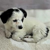 Szelma, suczka do adopcji