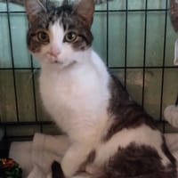 Basia, kotka do adopcji