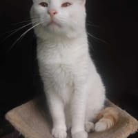 Rudek, kot do adopcji