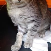 Filuś, kot do adopcji