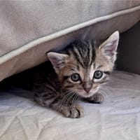 SALLY, chatte à adopter