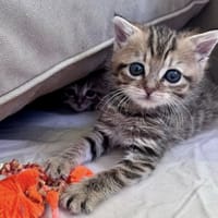 MOZZA, chatte à adopter