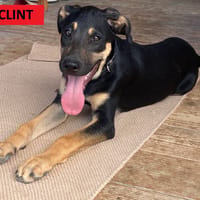 CLINT, chiot mâle Berger Créole, chien à adopter