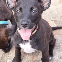 KELINA , chiot femelle Berger Créole, chienne à adopter