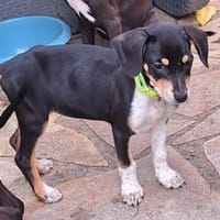 MANEA , chiot femelle Berger Créole, chienne à adopter