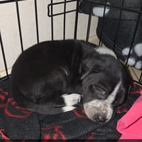 bako, chien à adopter