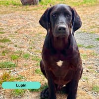 Lupin, chien à adopter