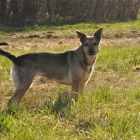 Rudi, suczka do adopcji