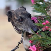 NARA, chienne à adopter