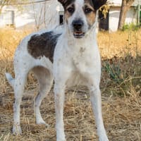 KIRA, chienne à adopter
