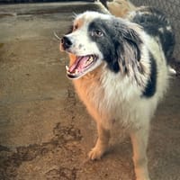 FLOKI, chien à adopter