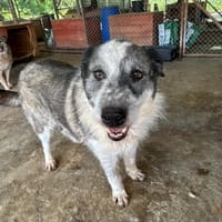 ROCO, chien à adopter