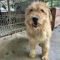 DIETER, chien à adopter