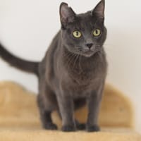 CATINESA, chatte à adopter