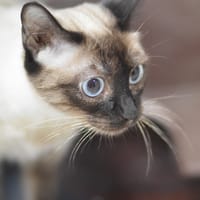 SELENE, chatte à adopter