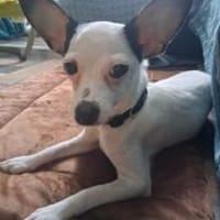 Betsy, je suis douce et tendre, chienne à adopter