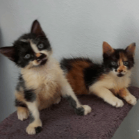 BAHIA et PANDY, chat à adopter