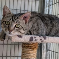 ATHOS, chat à adopter