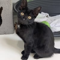 BENJI, chat à adopter