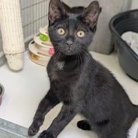 BLACKY, chat à adopter