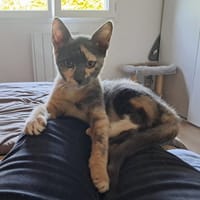 BABETH Chaton femelle type européen, chatte à adopter