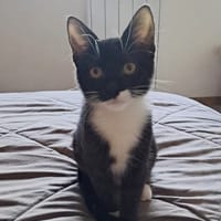 BAGHERRA, chaton femelle type européen, chatte à adopter