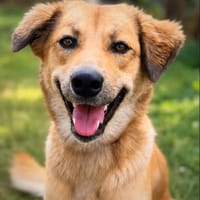 RILEY, Berger Créole junior femelle, chienne à adopter