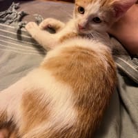 LEVI, chaton créole mâle, chat à adopter